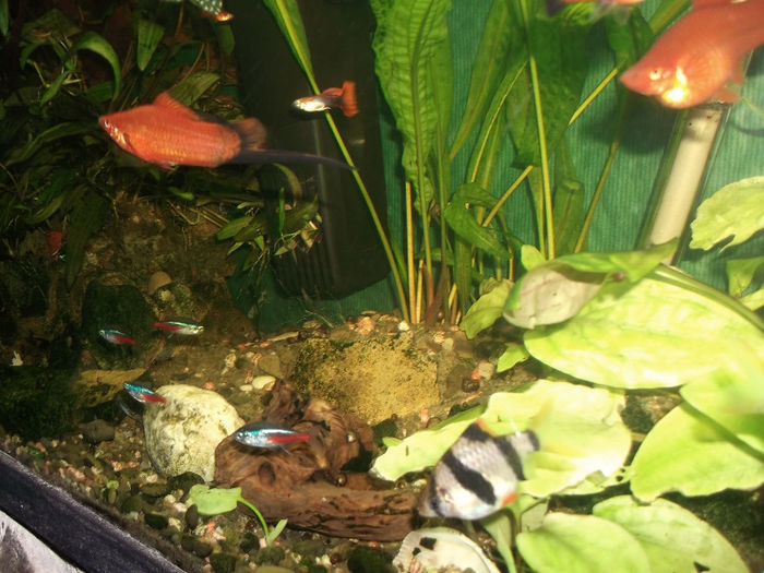 DSCF1054