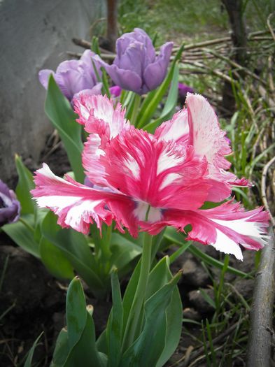 Tulipa Parrot "Estella Rijnveld" - De ce iubesc lalelele