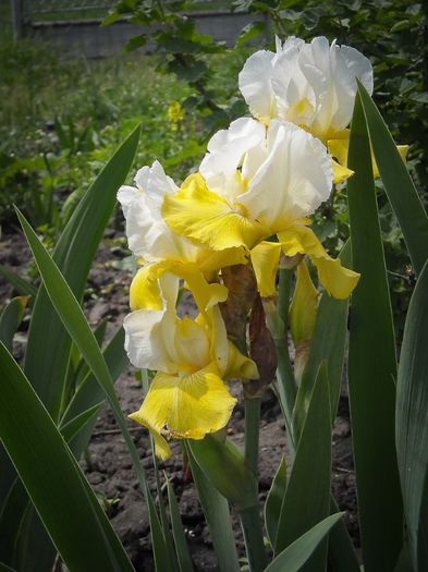 iris Tulip Festival - irisi