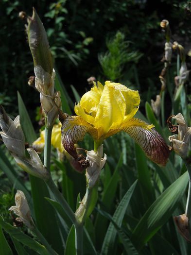 Honorabile - irisi