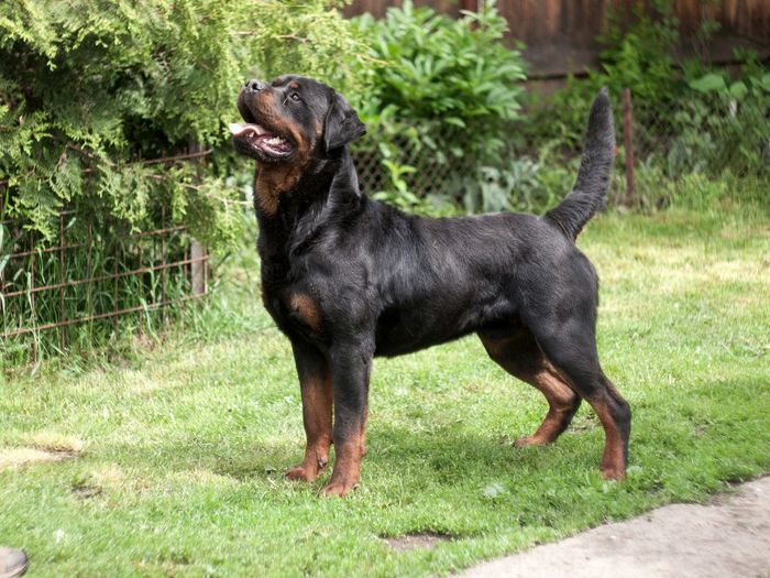 P5265373 - HOGAN  ADAMSS ROTT