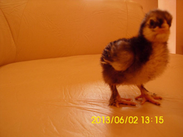 Cochin Pitic Frizat 11 zile; Pui Cochin Pitic Frizat 11 zile din linia D-lui Dan Bobaru
