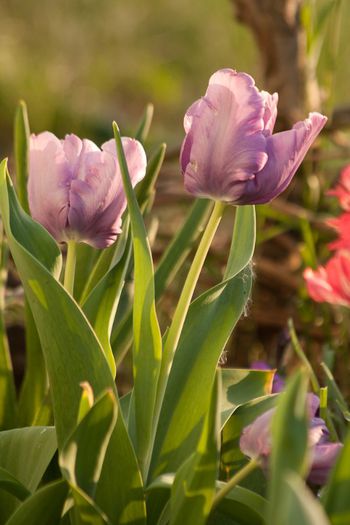 Blue parrot tulip - De ce iubesc lalelele