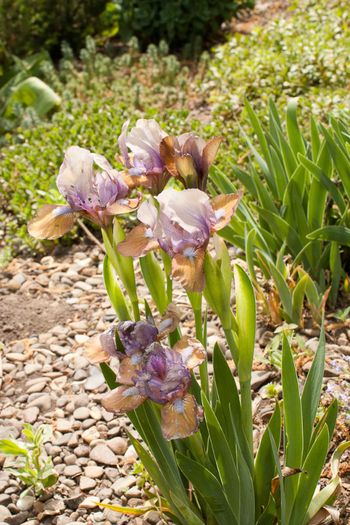 Iris pumila "Music Box" - irisi