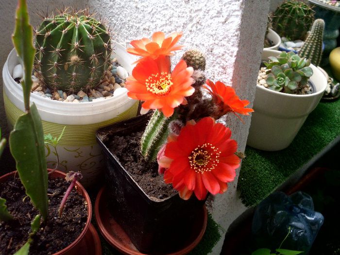 echinopsis