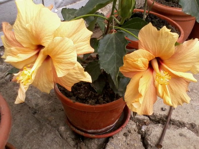 3 - Hibiscus