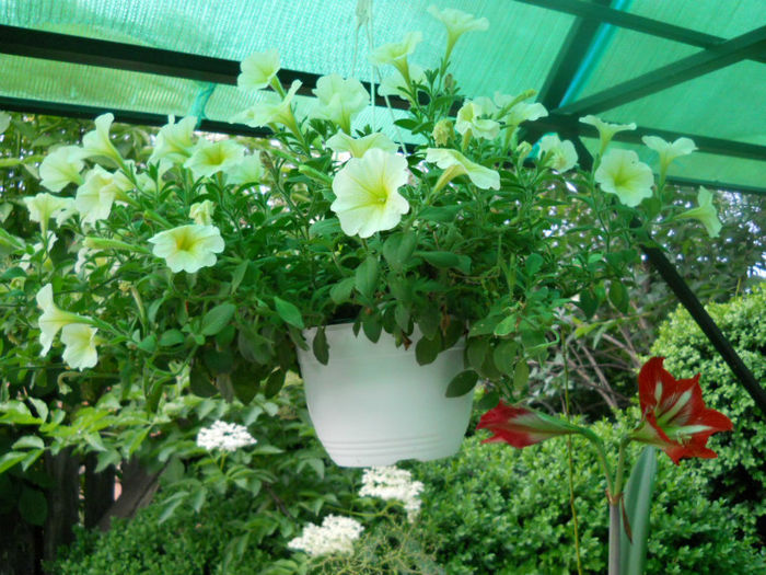 DSCN4270