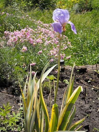 Iris pallida aureo variegata - irisi