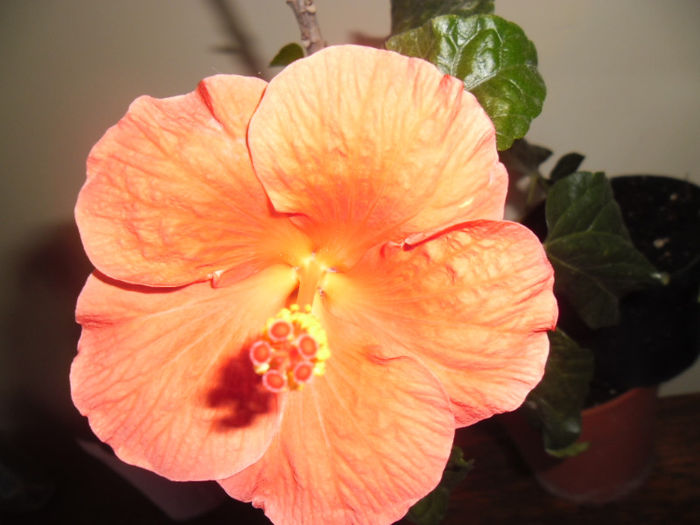 Viky Orange