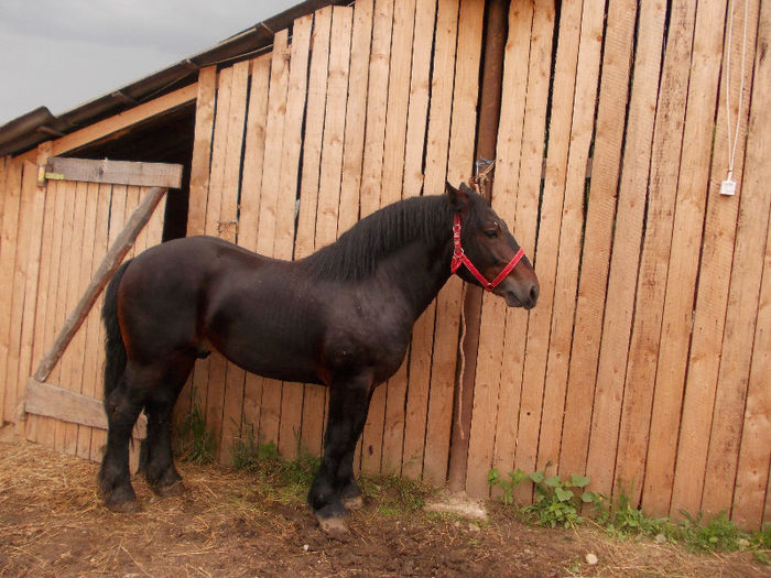 DSCN1385 - caii lui Nicu de la Marghita 2013