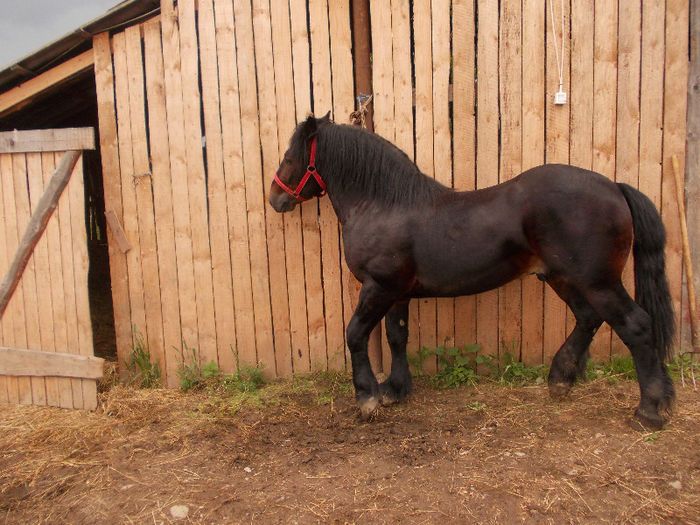 DSCN1387 - caii lui Nicu de la Marghita 2013