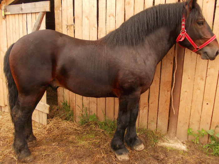 DSCN1396 - caii lui Nicu de la Marghita 2013