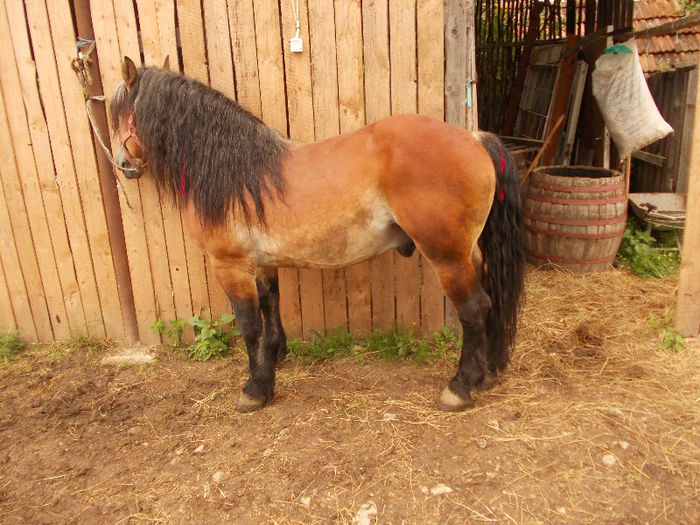 DSCN1428; 5 ani, 650 kg
