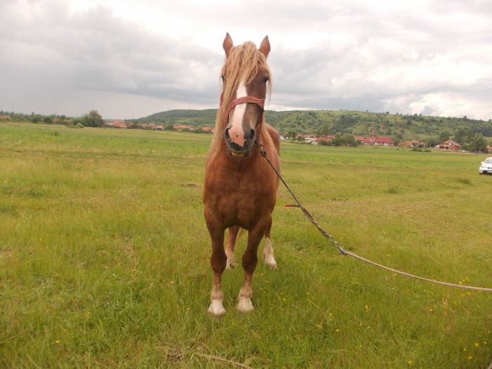 DSCN1437; Iapa,3 ani, 600 kg
