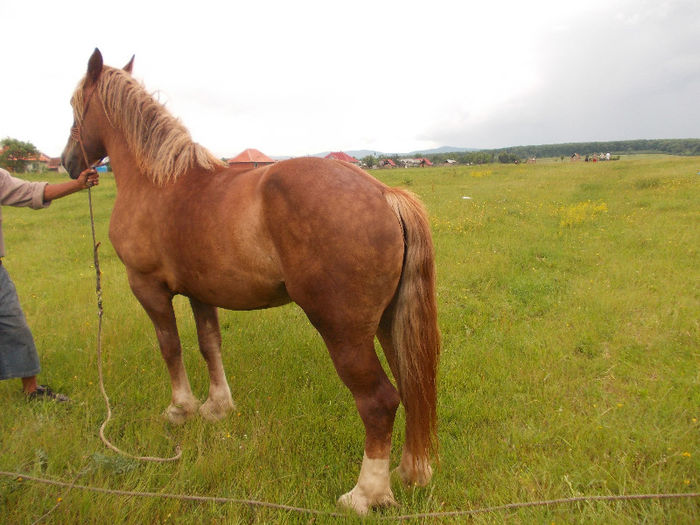 DSCN1439; Iapa, 3 ani, 600 kg
