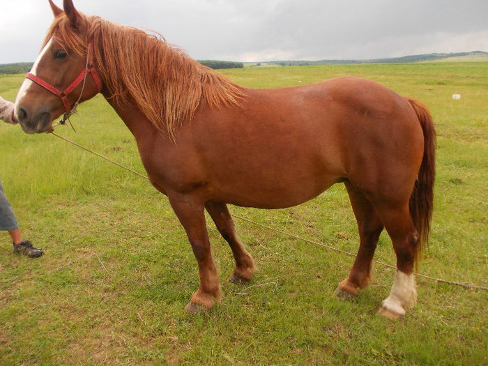 DSCN1443; Iapa, 6 ani, 600 kg
