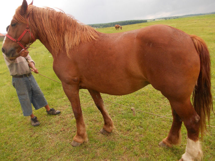 DSCN1445; Iapa,6 ani, 600 kg
