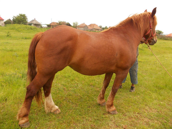 DSCN1447 - caii lui Nicu de la Marghita 2013