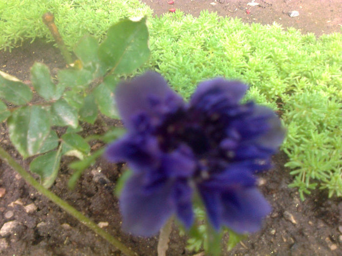 anemona cu floare dubla