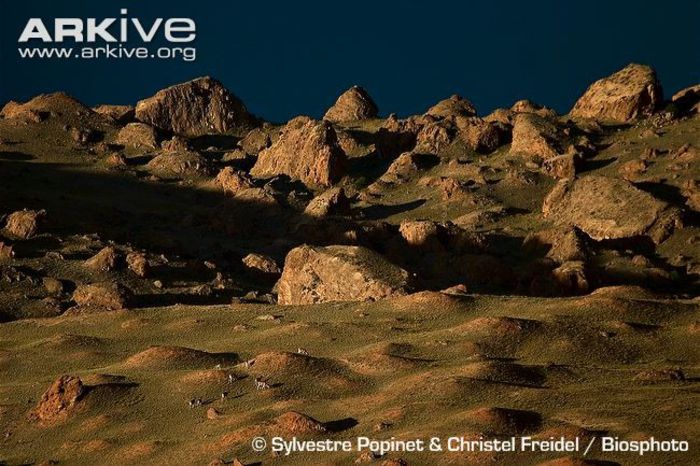 Argali-in-habitat-Kyrgyzstan