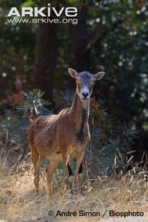 Female-argali - x81-Argalul