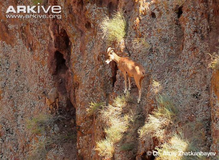 Female-argali-with-young