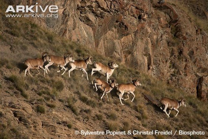Group-of-male-argalis-running-on-hillside