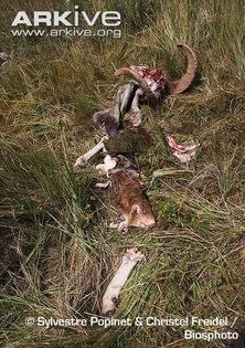 Male-argali-carcass - x81-Argalul