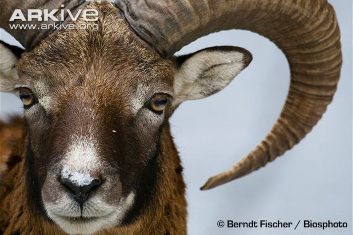 Male-argali-head-detail - x81-Argalul