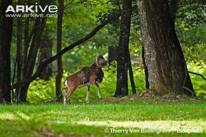 Male-argali-moulting-winter-coat