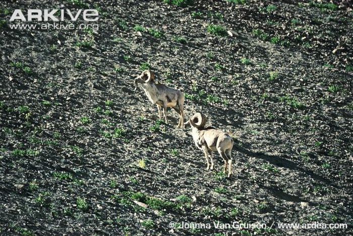 Pair-of-Tibetan-argali-males-on-mountain-slope