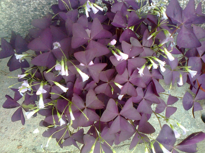 oxalis