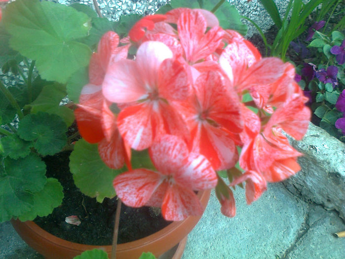muscata portocalie
