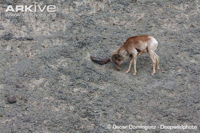 Tibetan-argali - x81-Argalul