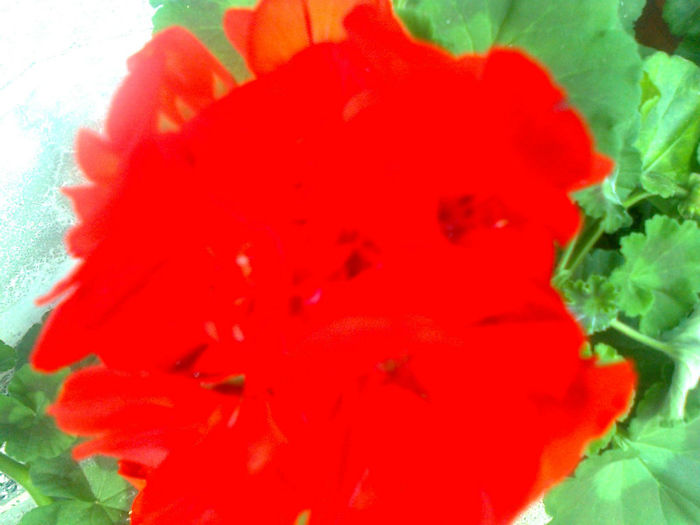 floare de muscata