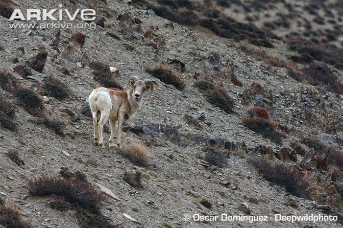 Tibetan-argali-in-rocky-habitat - x81-Argalul