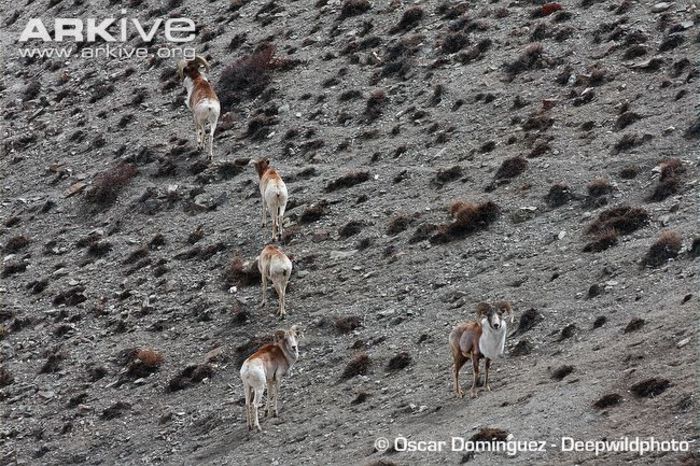 Tibetan-argalis-in-rocky-habitat