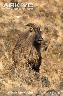 Himalayan-tahr-calling