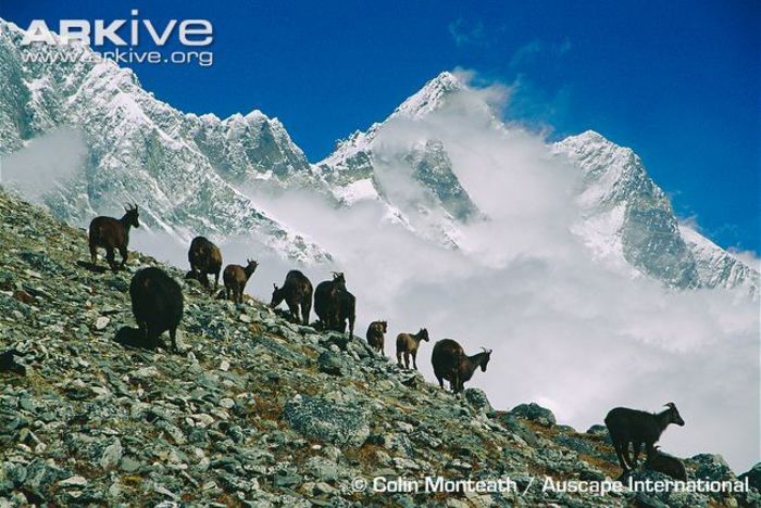 Himalayan-tahr-herd-on-mountain-slope
