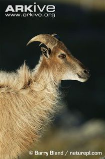 Himalayan-tahr-in-winter-coat - x82-Tahru