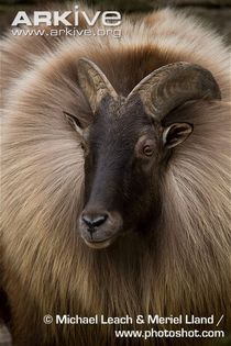 Himalayan-tahr-male - x82-Tahru