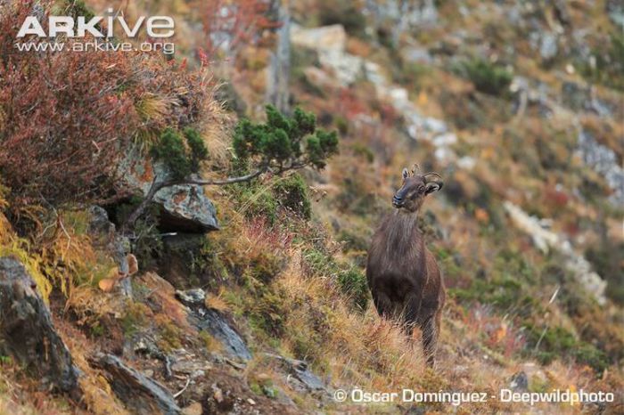 Himalayan-tahr-on-rocky-hillside - x82-Tahru