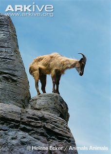 Himalayan-tahr-on-rocky-outcrop