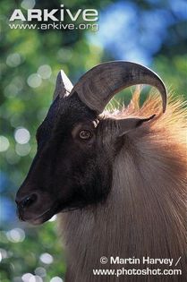Himalayan-tahr-showing-horns - x82-Tahru