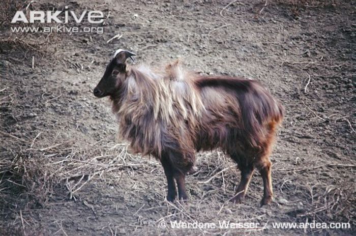 Male-Himalayan-tahr