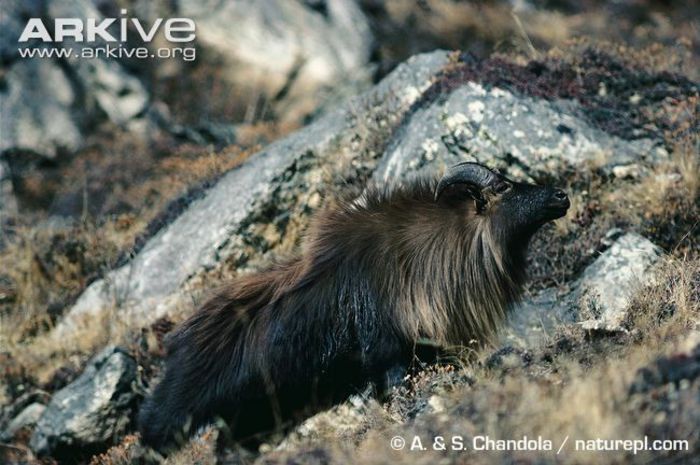 Male-Himalayan-tahr-on-mountain-slope - x82-Tahru