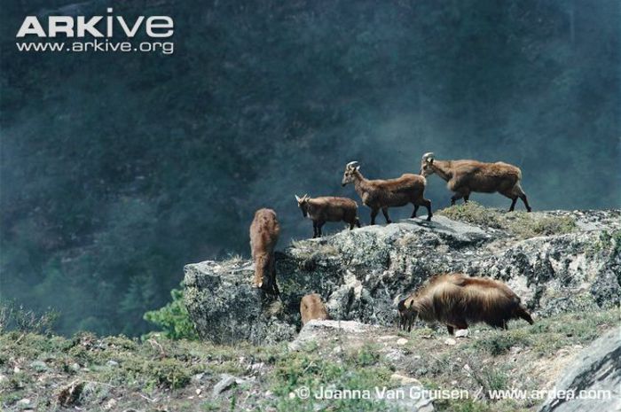 Mixed-group-of-Himalayan-tahr-on-mountain-slope