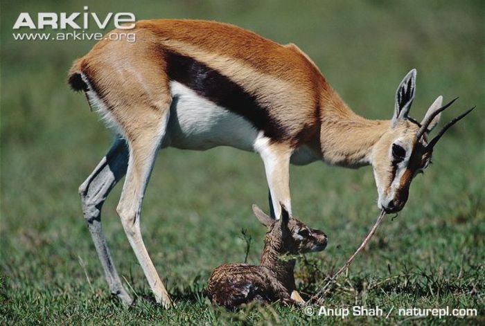 Female-Thompsons-gazelle-cleaning-after-birth-from-newborn - x83-Gazela lui Thomson