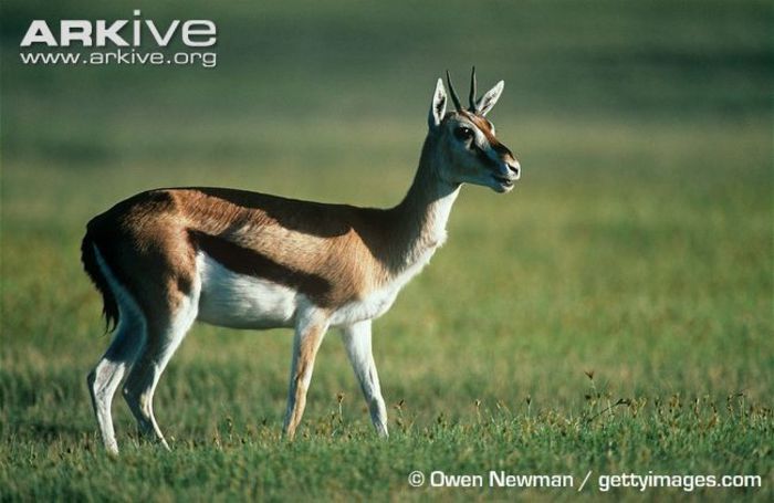 Female-Thomsons-gazelle - x83-Gazela lui Thomson