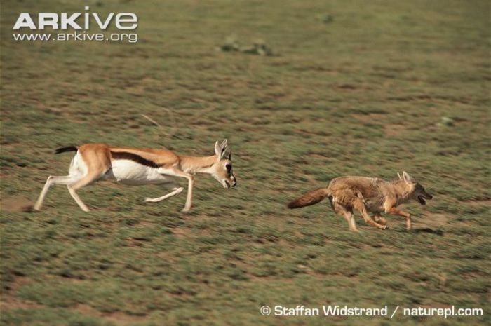 Female-Thomsons-gazelle-chasing-golden-jackal-away-from-fawn - x83-Gazela lui Thomson